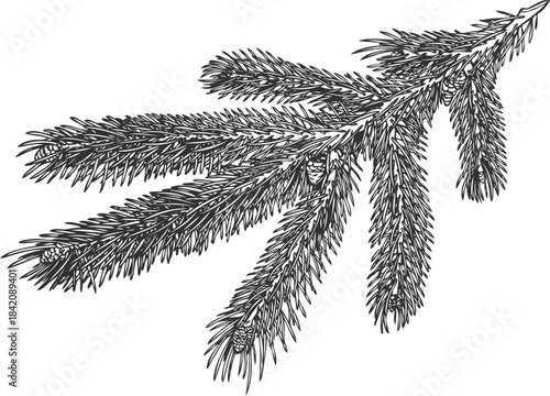 Black and white sketch of a Siberian fir branch, hand-drawn.