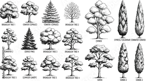 Collection of Detailed Black and White Illustrations of Various Tree Species