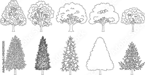Illustration of Various Tree Types in a Nature Setting for Botanical Studies