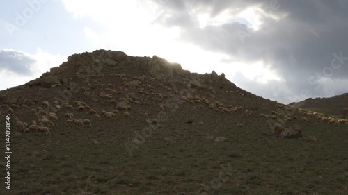 Sheep freely grazing on a rocky mountainside with sun breaking through clouds