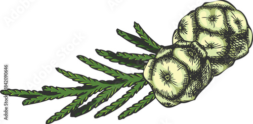 Cypress tree twig with cones hand drawn vector illustration, evergreen plant, coniferous woody flavoring, forest scent