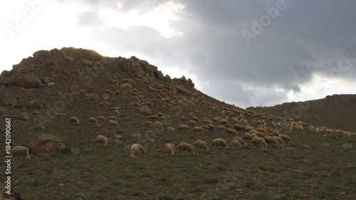 Sheep freely grazing on a rocky mountainside with sun breaking through clouds