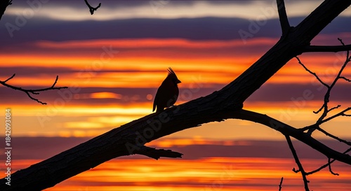 Cardinal silhouette against fiery sunset sky, mysterious bird beauty, nature's dramatic colors