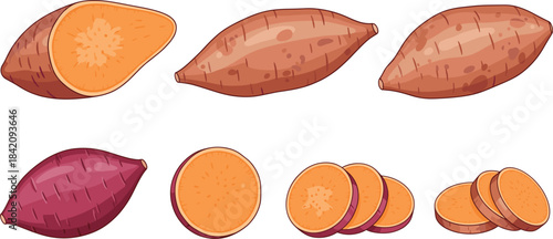 Vector illustration of whole and sliced sweet potatoes in various shapes and angles, detailed food elements for healthy cuisine designs.