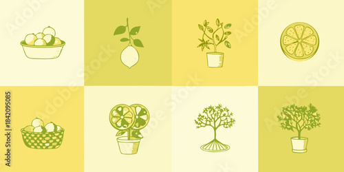 A collection of citrus fruits plants and botanical illustrations in green hues