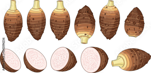 PrintDetailed vector illustration of whole and sliced taro roots showing texture, pattern, and cross-sections for food and agriculture designs