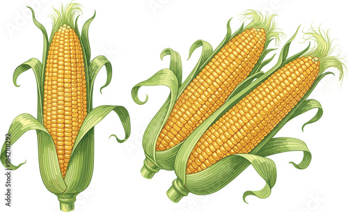 Realistic fresh corn on the cob with husk illustration, detailed sweet corn vegetable artwork for food packaging and agricultural design.