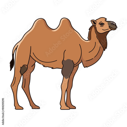 Illustration of a dromedary camel with two humps