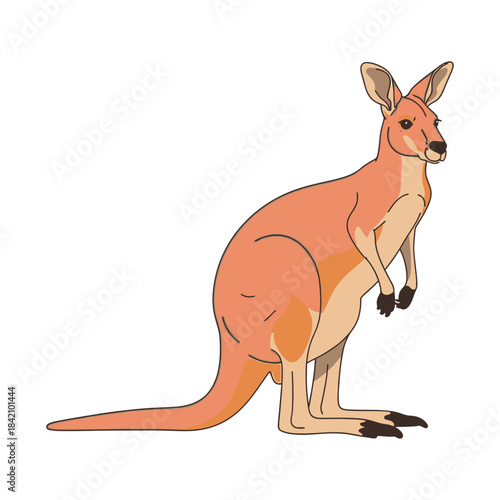 Illustration of a red kangaroo standing in profile