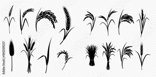 Set of black silhouettes of cereals, wheat, rice, rye, barley, millet, oats, corn, and other grain crops isolated on a transparent background.