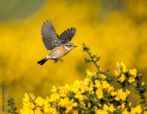 A small bird in mid-flight, wings spread, against a backdrop of bright yellow flowers