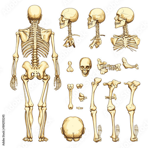 Human Skeleton Anatomy Detailed Illustration of Bones and Joints , vector style simple color