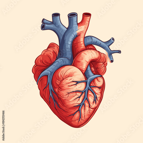 Human Heart Anatomy Detailed Illustration of Cardiovascular System , vector style simple color