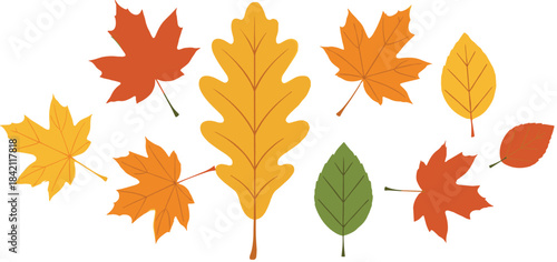 A vibrant vector set of colorful deciduous and oak leaves in autumn tones, ideal for fall season decoration, greeting cards, and seasonal background design