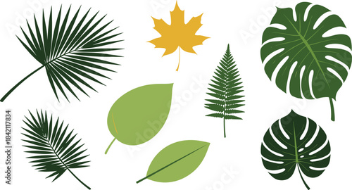 A diverse vector collection of tropical, forest, and deciduous leaves including Monstera, fern, and maple, representing nature, botany, and organic decorative design