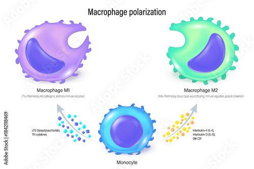 Macrophage polarization. Macrophage M1 and M2. Process of macrophages change their function and form in response to signals from their environment.