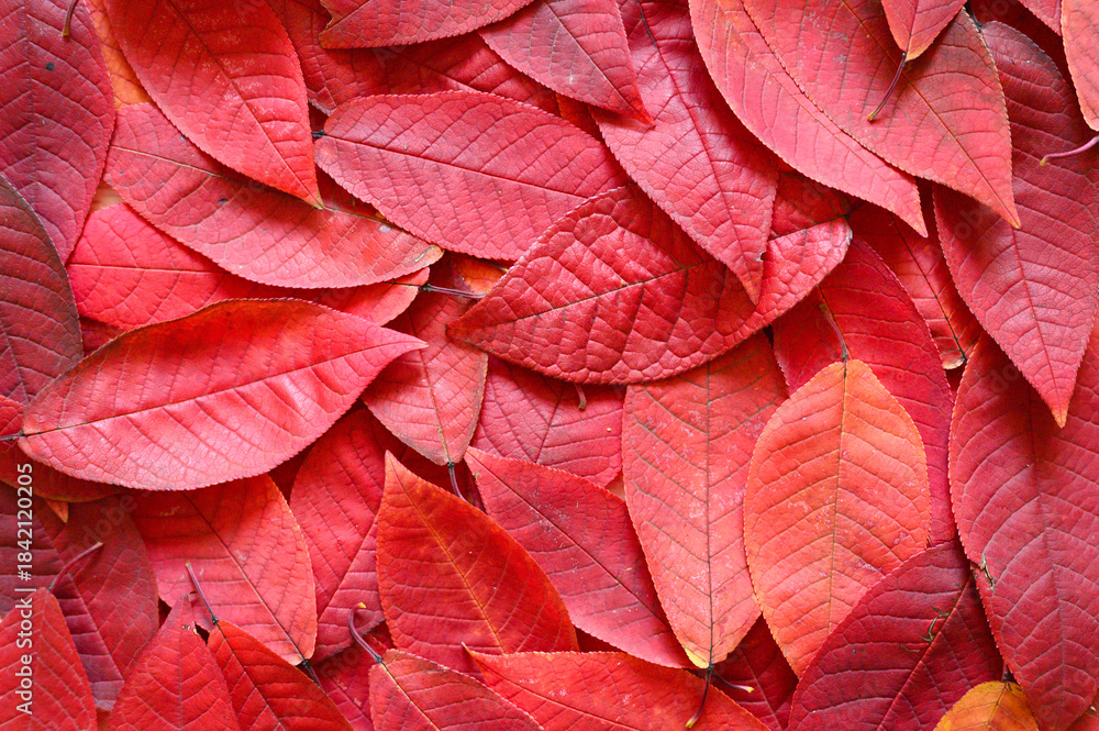 Fototapeta premium Vibrant red autumn leaves close up texture background