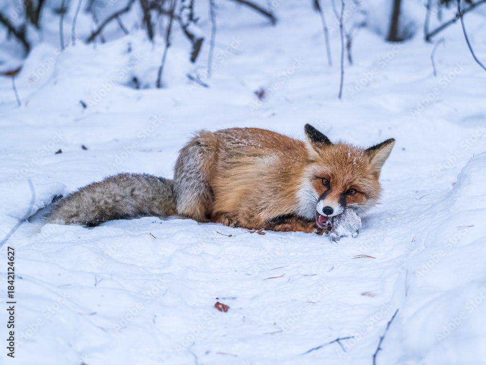 Obraz premium European Red Fox (Vulpes vulpes) in winter forest
