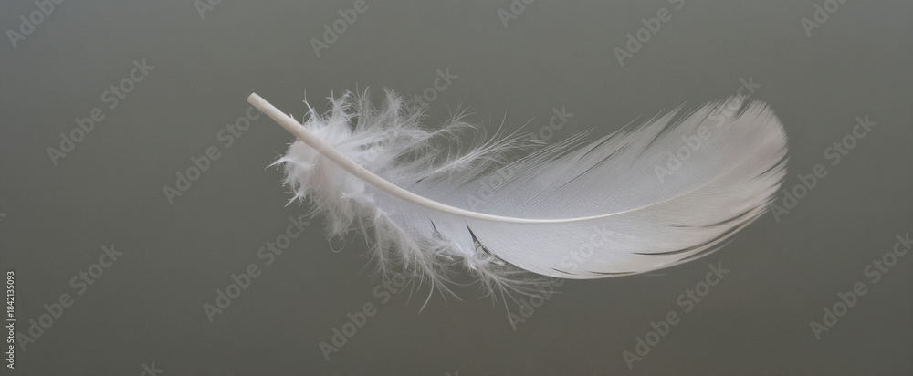 Obraz premium White feathers floating