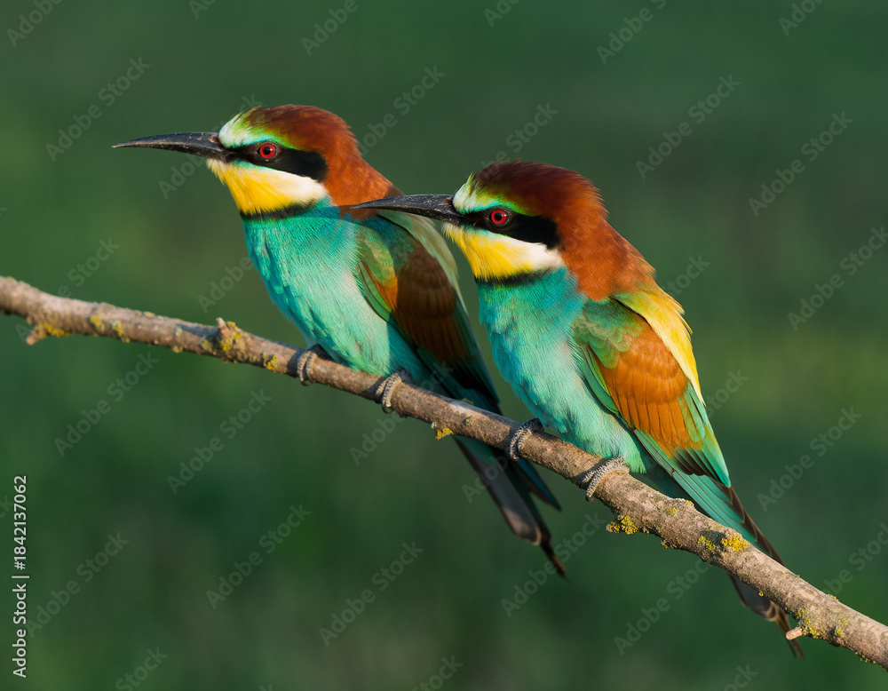 Obraz premium Two Colorful Bee- Eater Birds Perched on a Branch Keywords: bee-eater, bird, wildlife, nature