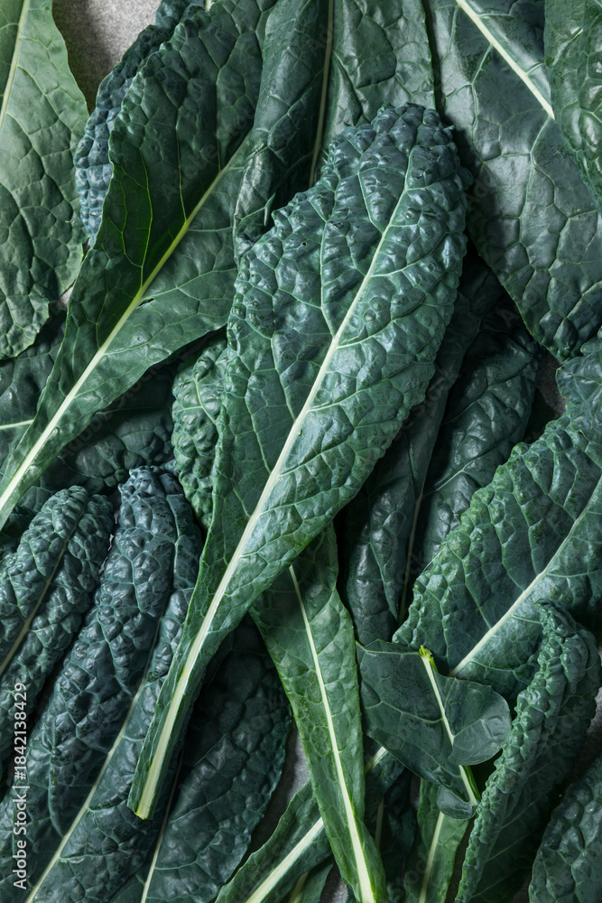 Fototapeta premium Healthy Italian Lacinato Dinosaur Kale