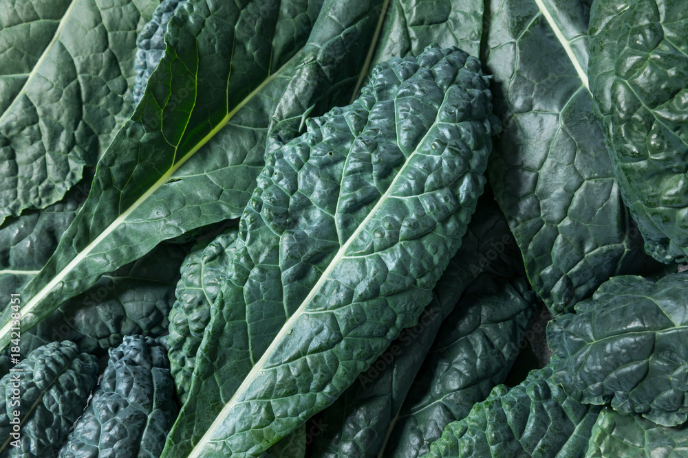 Fototapeta premium Healthy Italian Lacinato Dinosaur Kale