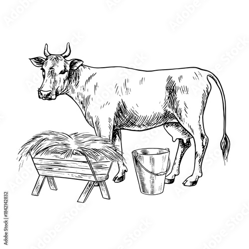 Cow milking. Black and white vector illustration drawn by hand. A cow standing in profile and eating hay. Perfect for dairy farms or agricultural projects, for labels, packaging, banners, and more.