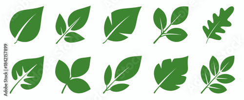 Flat Green Leaf Collection Ten Different Shapes Isolated on White leaves