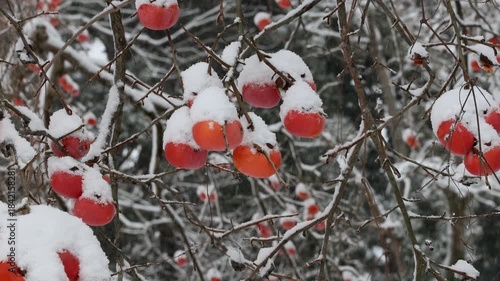 雪が降り積もる柿の実