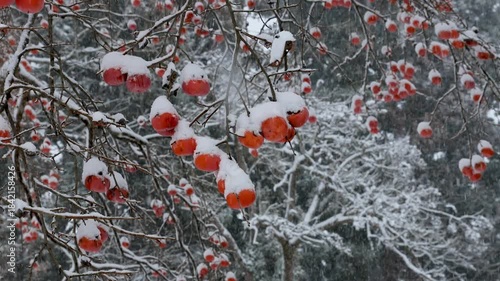 雪が降り積もる柿の実