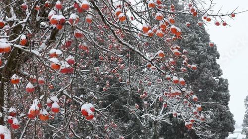 雪が降り積もる実がなった柿の木