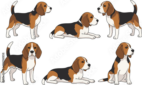 Six beagle dogs in various poses standing sitting and lying down animal canine