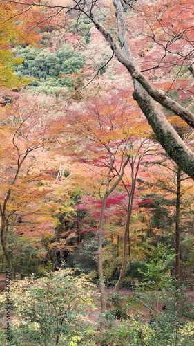 Autumn leaves of red color maple tree, fall season change 