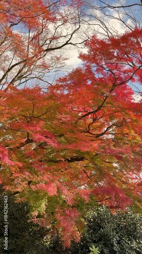 Autumn leaves of red color maple tree, fall season change 
