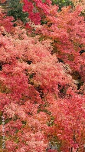 Autumn leaves of red color maple tree, fall season change 