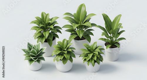 Collection of healthy green potted houseplants arranged on a white background