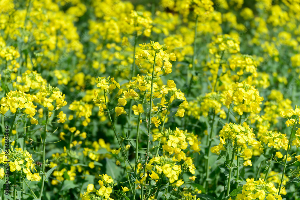 Obraz premium Bright Yellow Canola Flowers Blooming in Spring Field