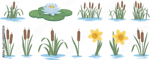 Water Flora Cartoon Pond Plants Vector Illustration