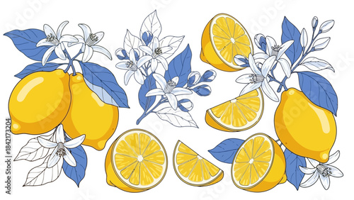Vibrant Yellow Lemons and Delicate Blossoms on Branches with Blue Leaves