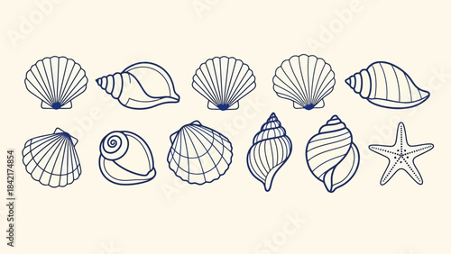 Collection of Beautiful Seashells and Starfish Art Vector Illustrations on Cream Background