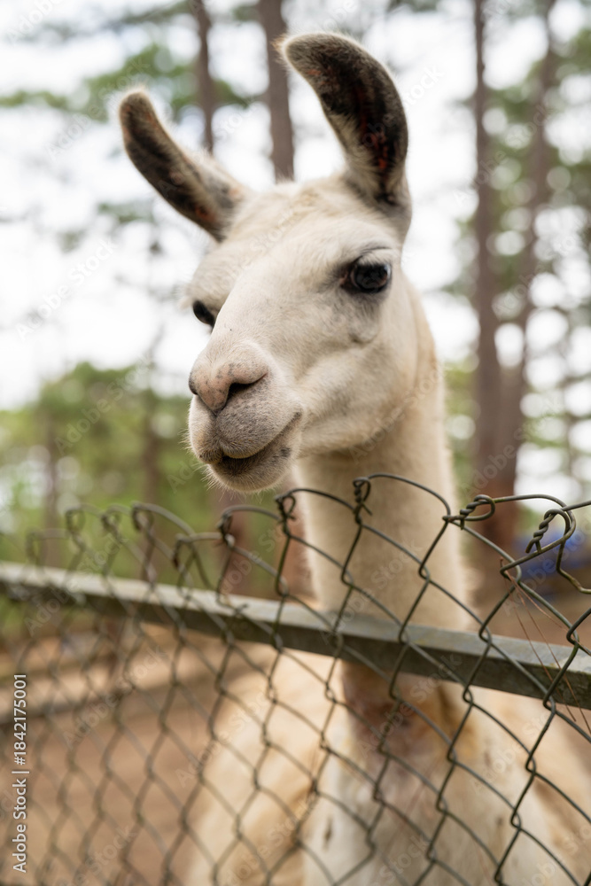 Fototapeta premium A curious llama peeking over a fence in a natural setting.