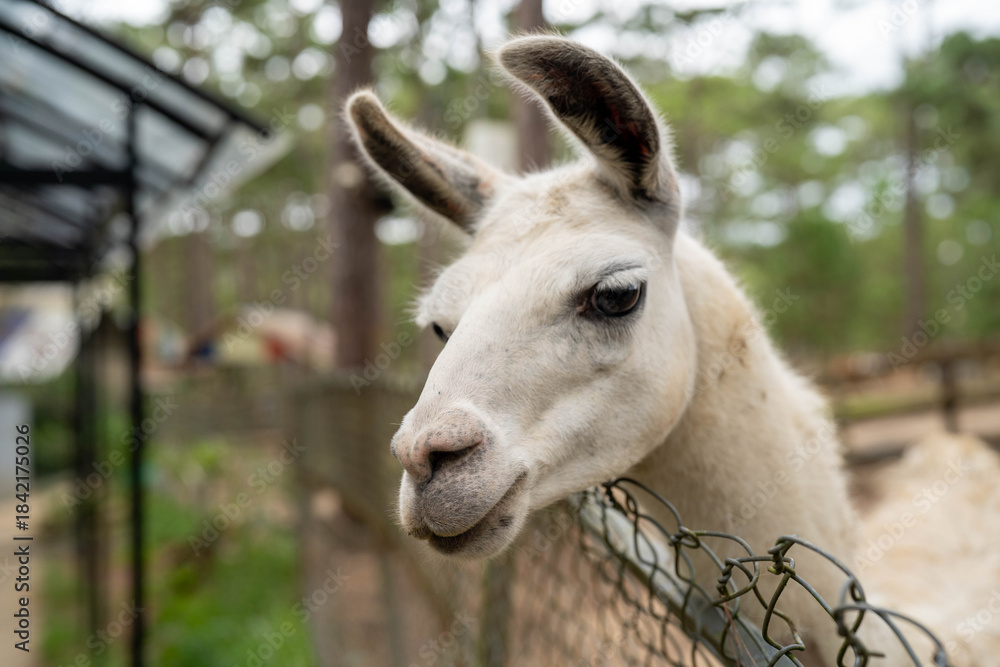 Fototapeta premium Close-up of a white llama at a farm, showcasing its curious expression and soft fur.