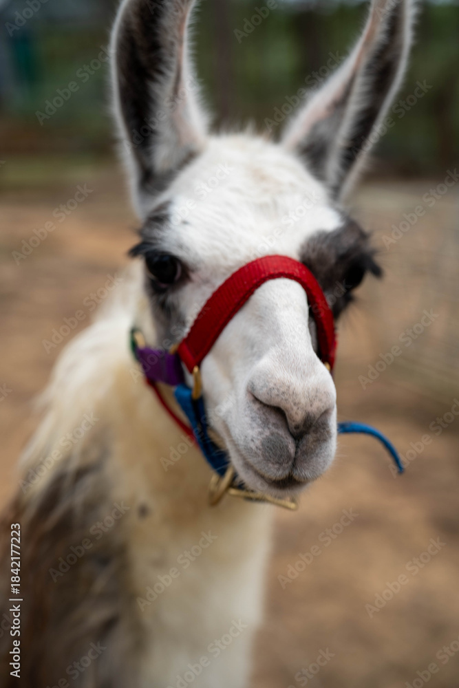 Fototapeta premium Close-up of a curious llama with a colorful harness, showcasing its expressive features.