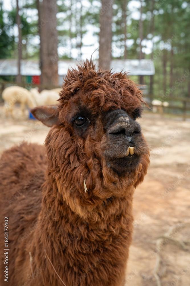 Fototapeta premium Charming brown alpaca with a fluffy coat in a serene farm setting.