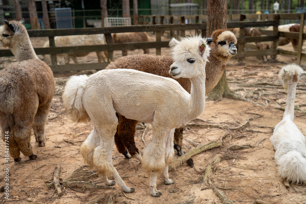 Fototapeta premium Two adorable alpacas play in a rustic farm setting, creating a serene atmosphere.