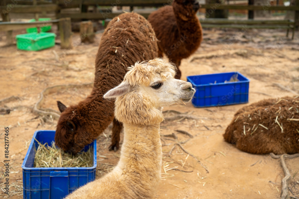 Fototapeta premium Alpacas in a cozy farm setting, enjoying hay from blue feeding bins.
