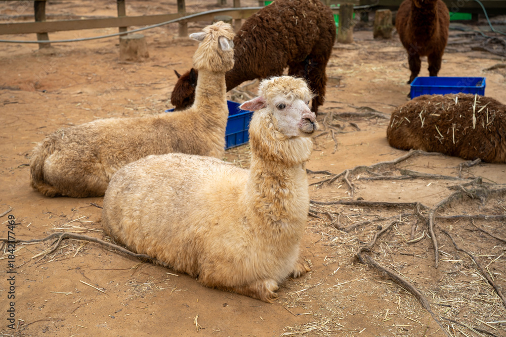 Fototapeta premium Group of fluffy alpacas resting peacefully on a farm.