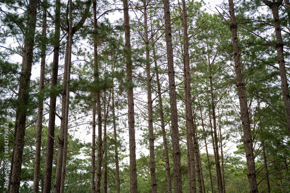Fototapeta premium Lush green pine trees towering in a serene forest setting.