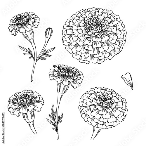 A drawing of a flower with a stem and leaves. The flower is white and has a center