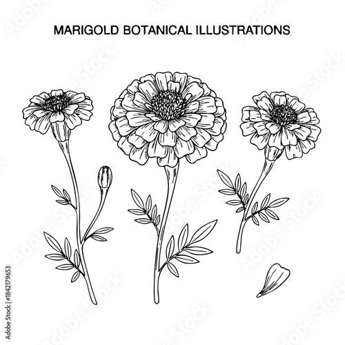 Marigold botanical illustrations are shown in black and white. The flowers are drawn with great detail, including the petals and stems